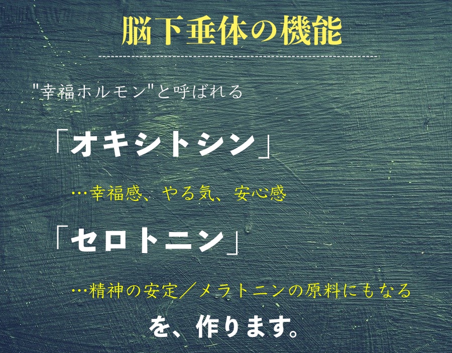 ［脳下垂体の機能］幸福ホルモン「オキシトシン」、精神安定と集中力の「セロトニン」を作ります。